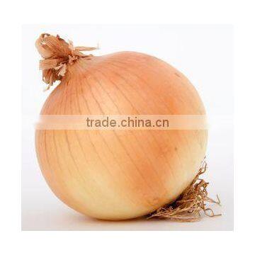 onion sizes ( 40 - 60 -50 - 70 - 60 - 80 - up to 100 mm )