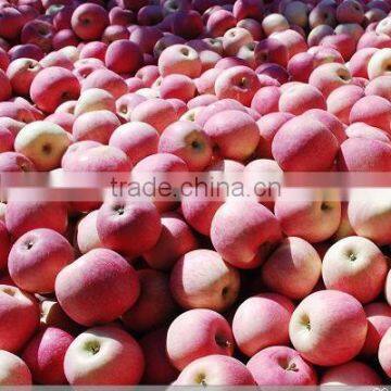 Fresh Fruit Chinese Gala Apple photo-6
