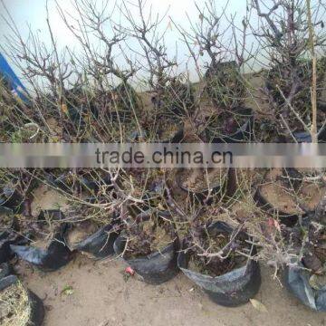 Malus Spectabilis Seedling Tree