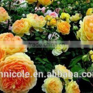 Adding Sand to Clay Soil photo-5