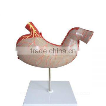 Handmade Medical Human Body Anatomy Stomach Model photo-2