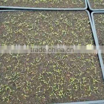 Gardening Supplies Seed Starter Trays photo-2