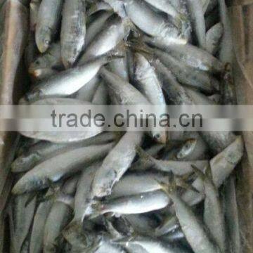 Whole Sardine in Competitive Price