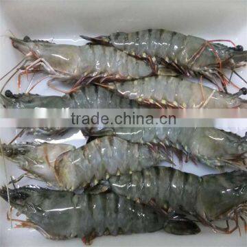 Frozen Shrimp Prices
