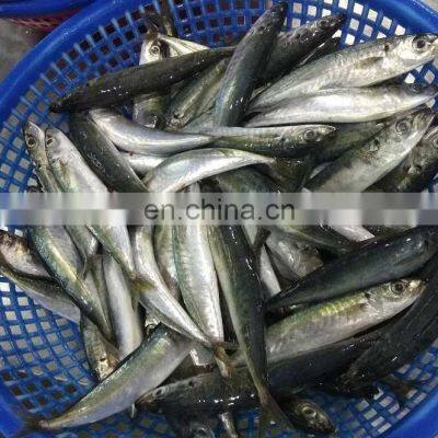 Muroaji Frozen Round Scad Fish Frozen Layang Scad Decapterus Macrosoma photo-4