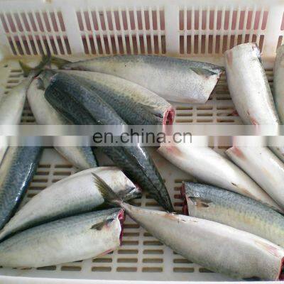 chinese factory frozen mackerel HGT pacific mackerel fish