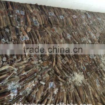 HGT frozen Illex squid with size 400 -600 g / pcs