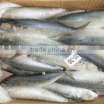 Whole Round BQF Or IQF frozen fish pacific mackerel