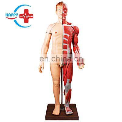 HC-S231 Human anatomy model, human muscle model/ Human body level anatomy with internal organs model