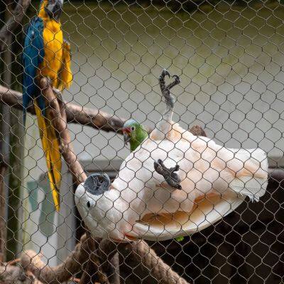 316 High Strength Diamond Ferrule Stainless Steel Cable Woven Wire Rope Mesh Net for Aviary Zoo Net photo-5