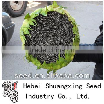 planting sunflower hybrid seed f1 s809