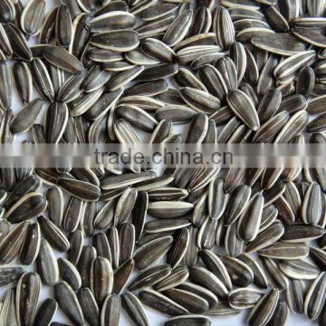 new crop black chinese sunflower seeds 5009