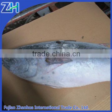 Frozen Bonito Tuna, small size bonito price, bonito china fujian price