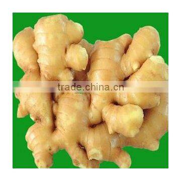 HIGH QUALITY FROZEN/ FRESH GINGER FOR SALE NOW