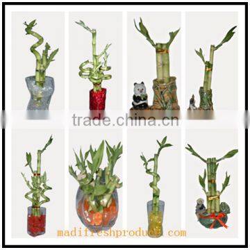 home decor lucky bamboo with cheap price