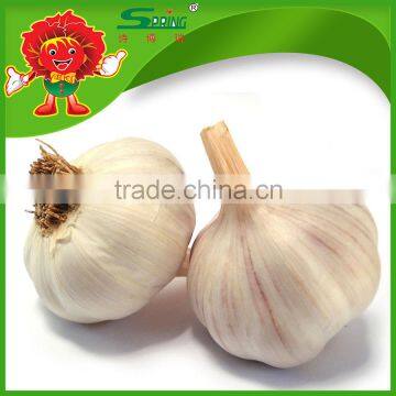 Factory Price Dry Garlic Garlic Price in China Natural Garlic photo-2
