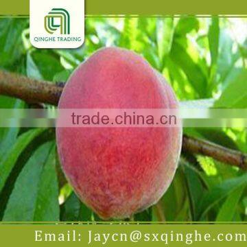 fruit peach fresh food importer