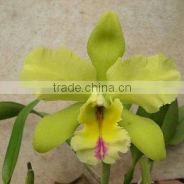 Indoor Potted Plant Beautiful Orchid Flower Cattleya Seedling