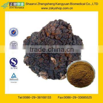 Chaga Mushroom Extract Powder from GMP Factory