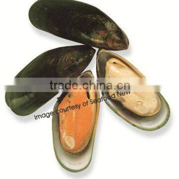 Live New Zealand Greenshell Mussel