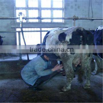 Cow Barn Automatic Milking Machine System photo-4