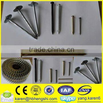 Umbrella Head Iron Nails, Galvanized Nails, Iron Nails,coil Nails, Nails Supplier photo-2