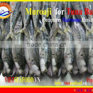 FROZEN MUROAJI FOR TUNA BAIT photo-6