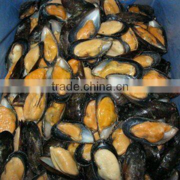 frozen mussel in shell