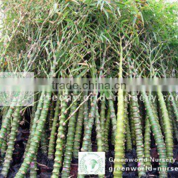 bambusa ventricosa outdoor and indoor plants