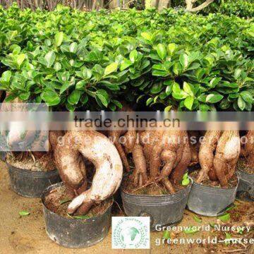 Ficus microcarpa indoor bonsai tree