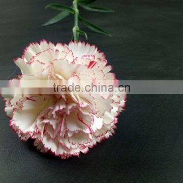 Natural Fresh Cut Carnation Flower With Long Stem Export From China With Cheap Price