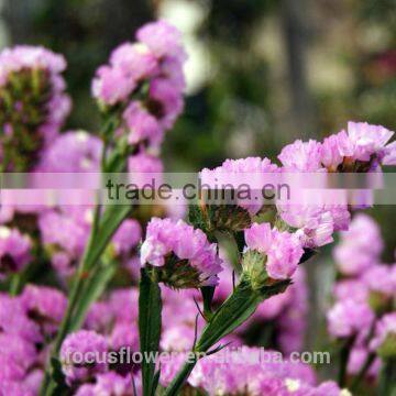 perennial flowering plant Statice Flower 1kg/bundle Wholesalefarms directly supply from china