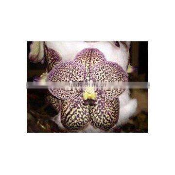 V-002 : VANDA BROWN ORCHID