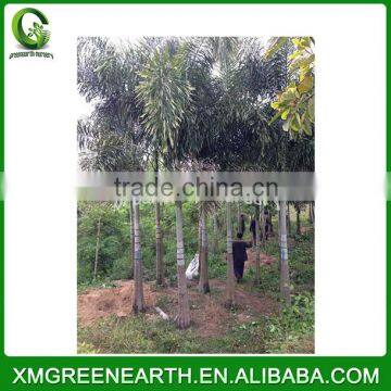 Wodyetia bifurcata - foxtail palm (6)