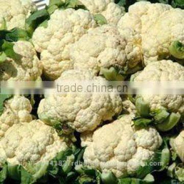 Fresh Cauliflower Exporters/gobi Suppliers in India/fresh Vegetables Export photo-4