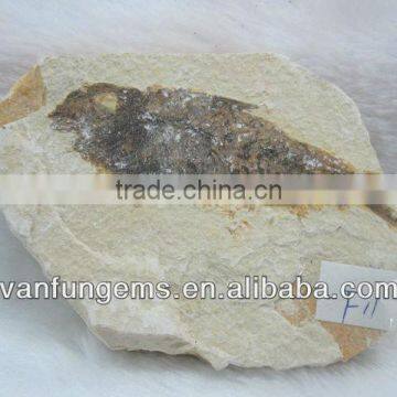 Natural Fish fossil