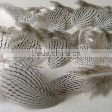 Silver Pheasant feathers-2-3 inches long