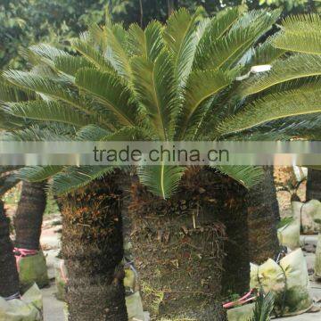 Cycas revoluta bonsai sago palm tree