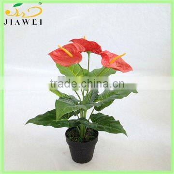 wholesale small table anthurium plant