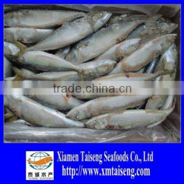 Frozen Fresh Sardine Fish For Bait On Sale