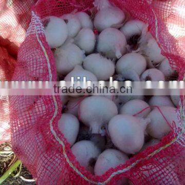 Fresh White Onion