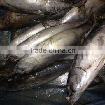 Frozen Bonito Fish for Bait photo-6