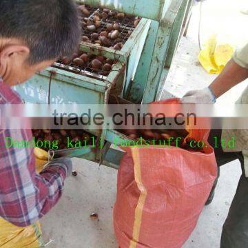 good both in shape and taste,dandong chestnut