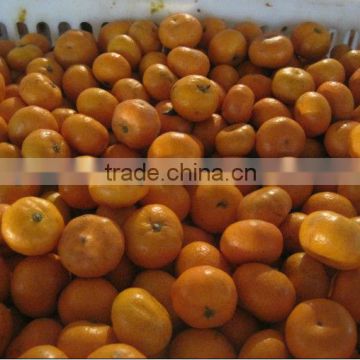 2012 china plastic box package nanfeng baby mandarin