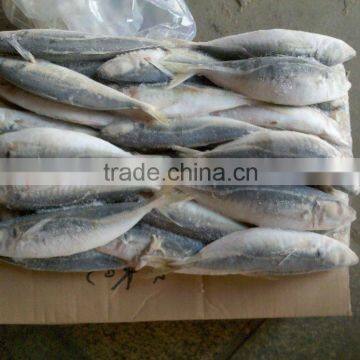 Seafood Horse Mackerel fish companies