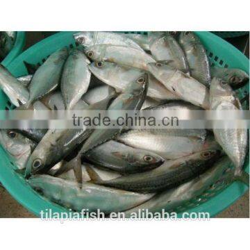 Frozen indian mackerel for sale