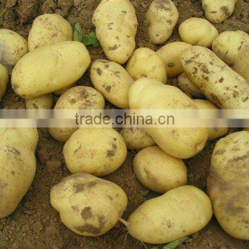 new crop fresh potato/new long holland
