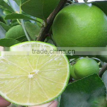 lemon tree seedling
