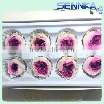 Import China Preserved Flowers Preserved Austin Rose Wholesale photo-5