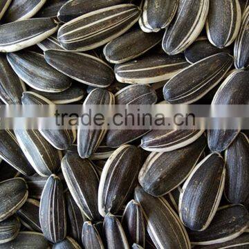 sunflower seeds 5009 363 0409